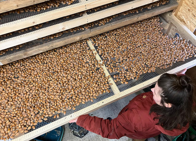 Hasselpähkinöiden kuivausteline Tanskassa. Hazelnut drying-rack in Denmark.