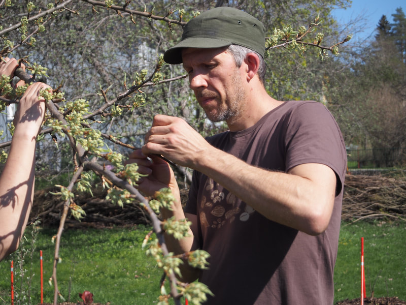 Joel Rosenberg, päärynäpuu, latvusvarttaminen, AhlmanEdu, syötävä metsäpuutarha, kurssi.